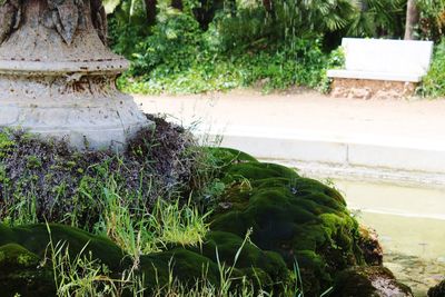 Close-up of plants growing in garden