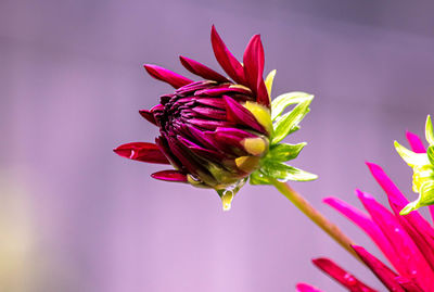 Close-up of pink rose flower