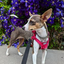 Portrait of dog