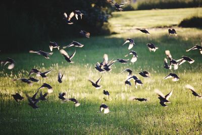 Flock of birds flying over field