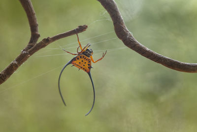 Macracantha, a genus of asian orb weaver spider