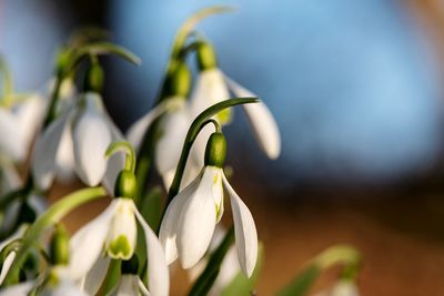 Close-up of white flowering plant