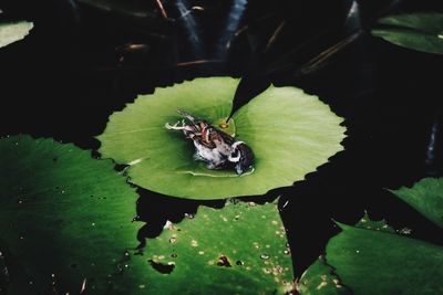 High angle view of dead house sparrow on water