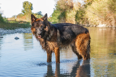 Dog standing in a lake