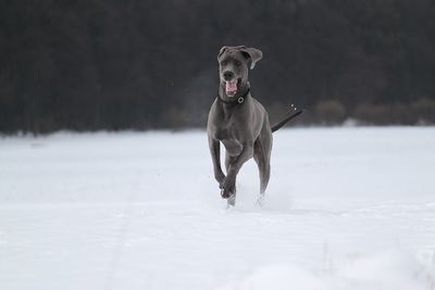 Dog running on snow field