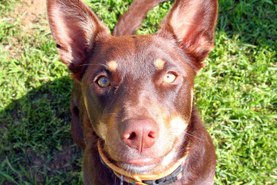 Close-up portrait of a dog