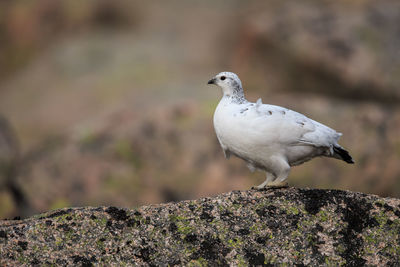 Close-up of ptarmigan perching on rock