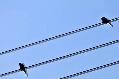 Low angle view of bird perching on cable against clear sky