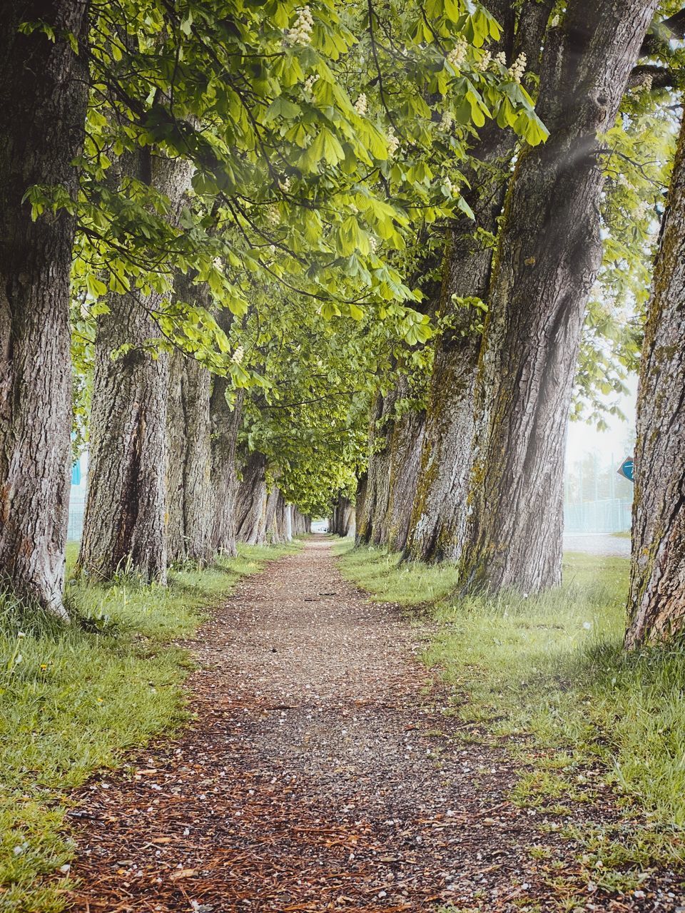 FOOTPATH AMIDST LEAVES IN FOREST