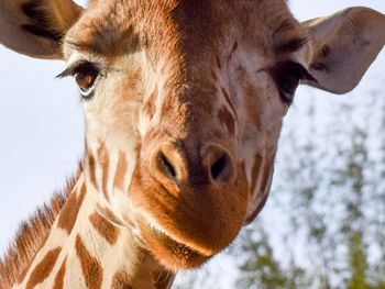 Close-up of a horse