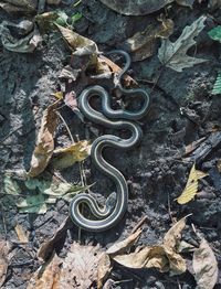 High angle view of lizard on plant