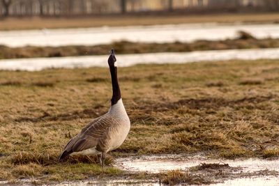 Mallard duck on field by lake