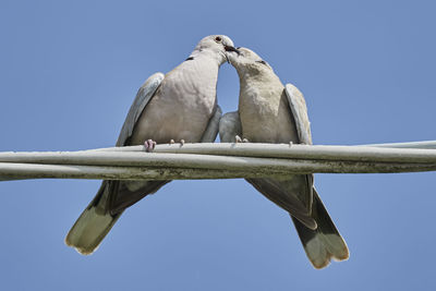 Turtledove to feed its puppies