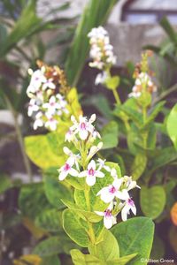 Close-up of flowers blooming outdoors