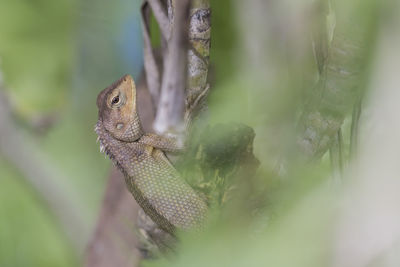 Close-up of lizard