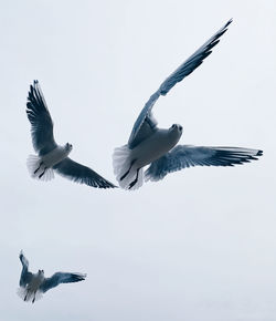 Low angle view of seagulls flying in sky