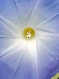 Macro shot of white flower