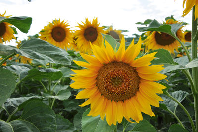 sunflower