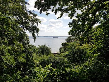 Scenic view of lake in forest against sky