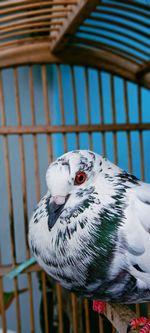 Close-up of bird perching in cage