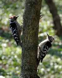 Close-up of rival woodpeckers landed after fight on opposite sides of a tree, catching their breath.
