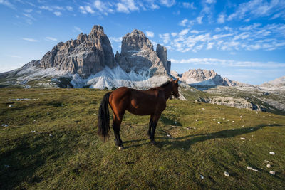 Horse standing on landscape against mountain range