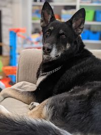 Close-up of a dog looking away