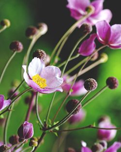Close-up of pink flowers blooming outdoors