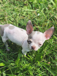 Close-up of a dog on field