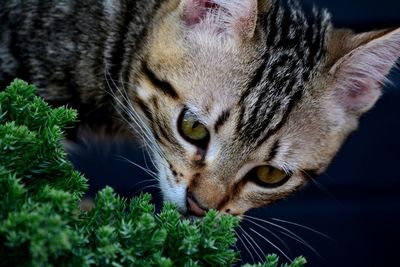 Close-up of a cat