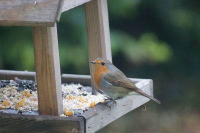 Bird perching on wood