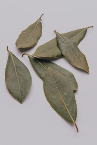 Close-up of dry leaves on white background