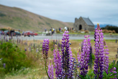 Purple flowering plants on field by buildings against sky