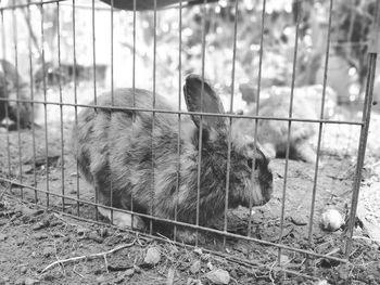 Close-up of cat in cage