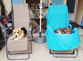 High angle view of dog sleeping on seat