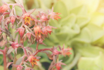 Close-up of pink flowering plant