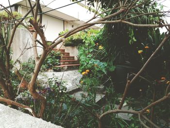 Plants growing on house