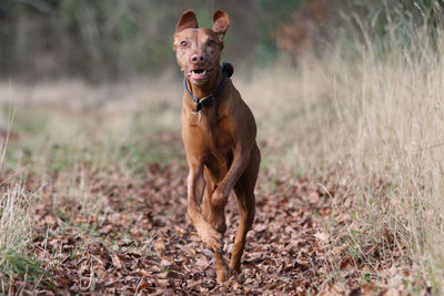 Dog looking at camera