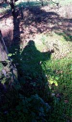 Shadow of trees in forest