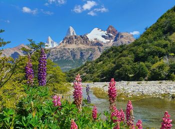 Scenic view of flowering plants by mountains against sky