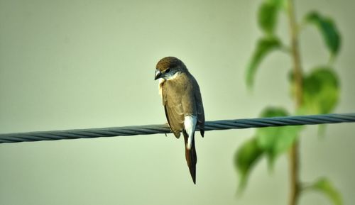 Close-up of bird perching on metal fence