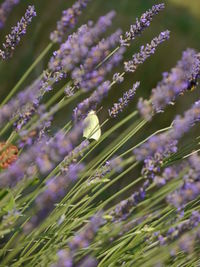 Close-up of purple flowering plants on field wird butterfly