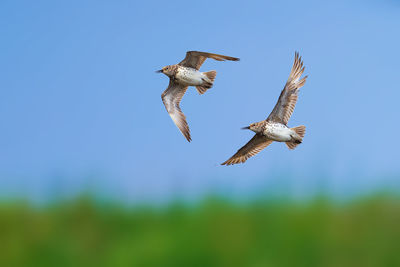 Low angle view of bird flying against sky