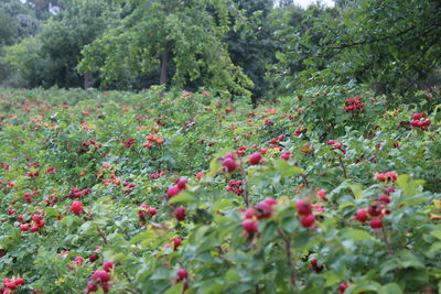 Close-up of red flowers growing on tree