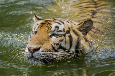 View of tiger drinking water in lake