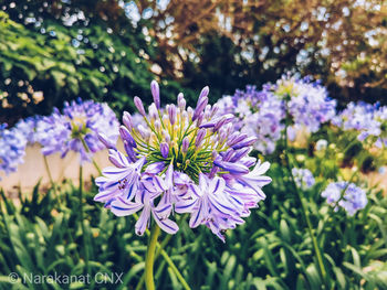 Close-up of purple flowering plant