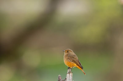 Close-up of bird perching