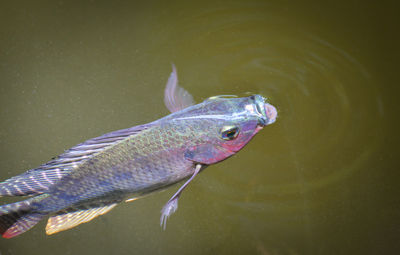 Close-up of fish swimming in lake