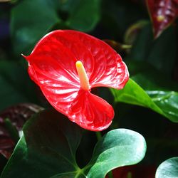 Close-up of red anthurium blooming outdoors
