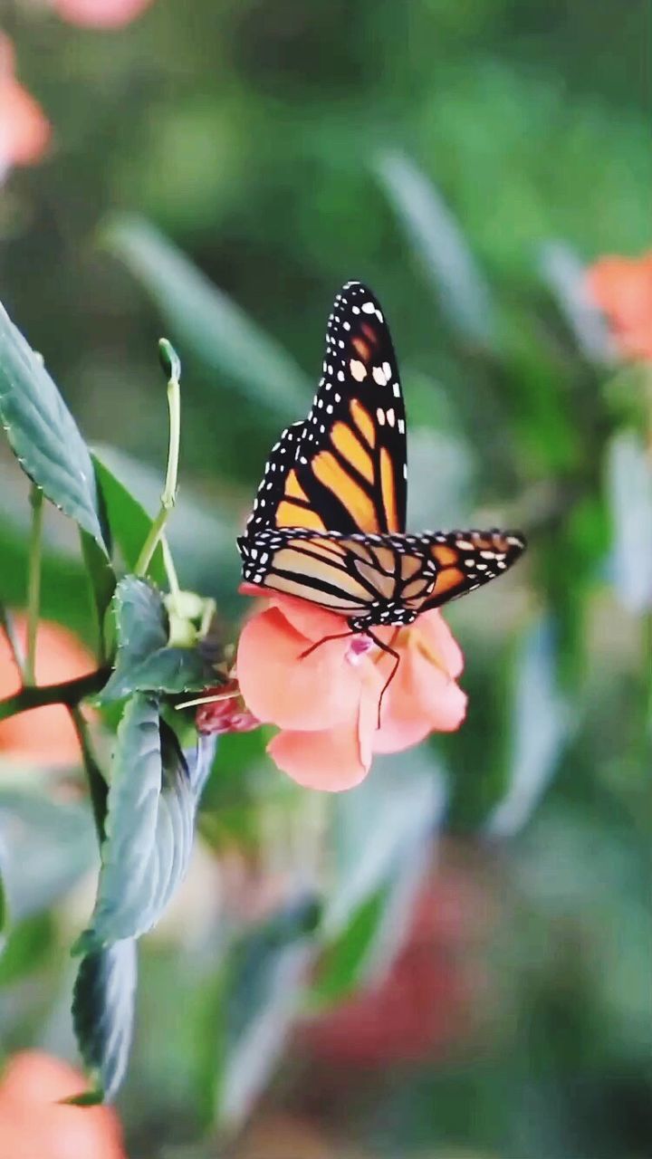 butterfly - insect, focus on foreground, insect, flower, butterfly, close-up, animal markings, fragility, beauty in nature, nature, natural pattern, plant, day, outdoors, pollination, petal, orange color, pink color, growth, no people, selective focus, flower head, blooming, animal antenna